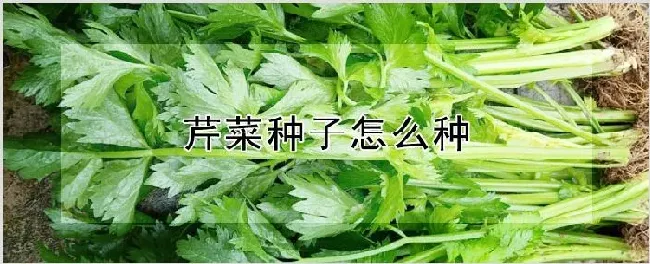 芹菜种子怎么种 | 自然知识