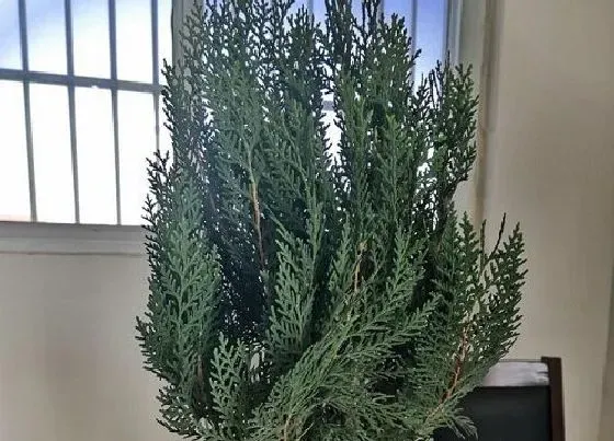 植物百科|侧柏属于什么植物类型