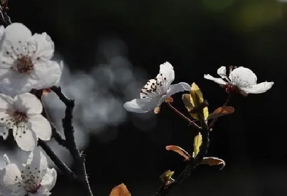 植物毒性|樱桃有毒吗 可以放在室内养吗