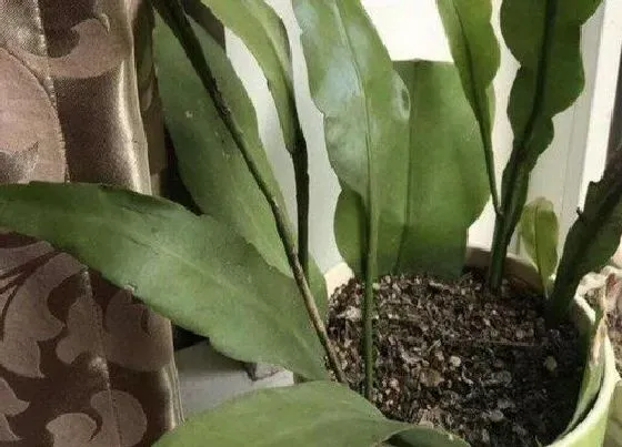 植物施肥|昙花施什么肥最好
