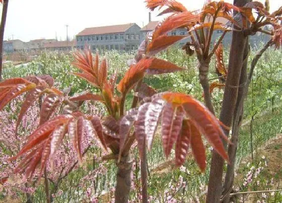 植物排行|香椿树什么品种最好