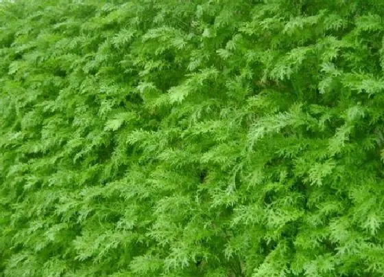 植物百科|雪里蕻又叫什么菜