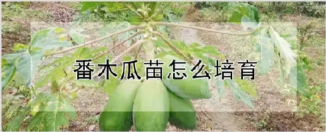 番木瓜苗怎么培育 | 农业科普