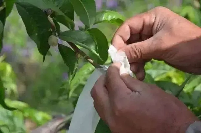 种植管理|桃子套袋时间及方法，桃树什么时候套袋最合适）