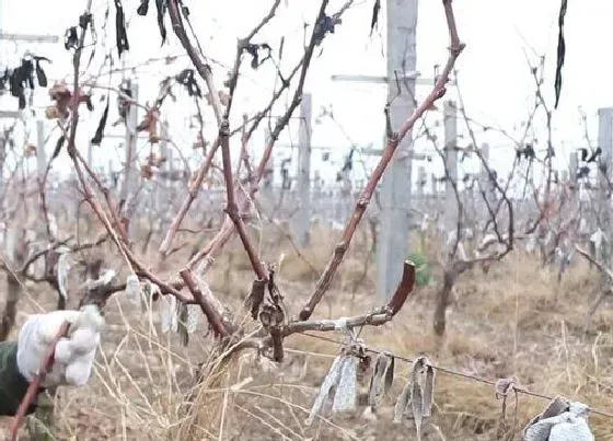 植物修剪|葡萄树什么时候剪枝合适