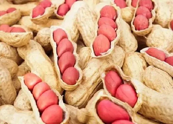 食用科普|花生可以生吃吗