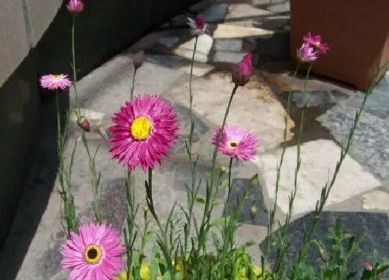 植物播种|永生菊什么时候播种