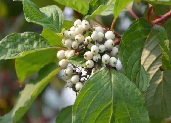 食用须知|红瑞木果实能吃吗