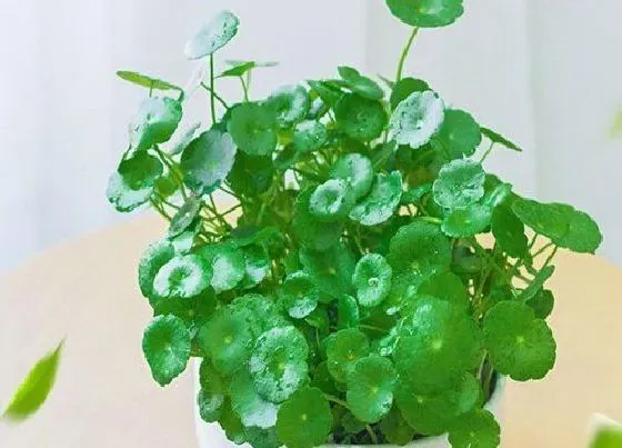 习性特点|金钱草的样子和特点描写