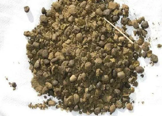种植土壤|羊粪可以种多肉吗