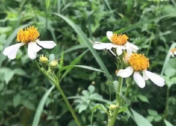 植物百科|太阳花又叫什么花