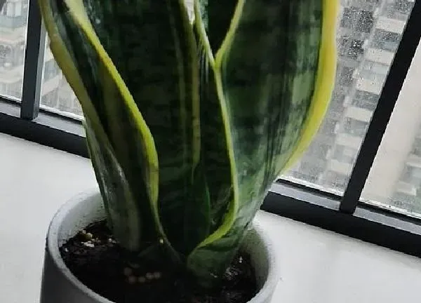 植物浇水|虎皮兰夏天多久浇一次水