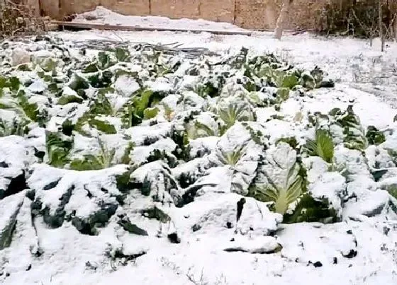 冬天植物|白菜能否用塑料布盖以防冻死（冬天防止白菜受冻方法）
