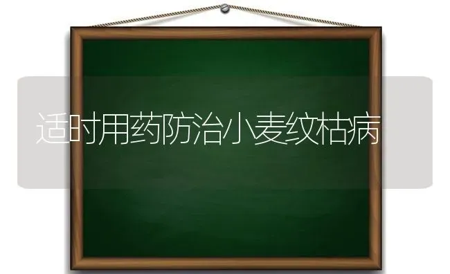 适时用药防治小麦纹枯病 | 粮油作物种植