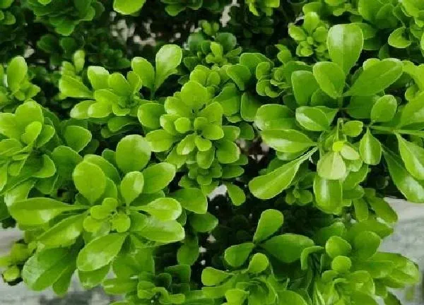 植物浇水|米兰多久浇一次水