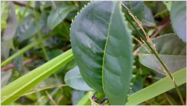 茶毛虫的防治方法 | 种植技术