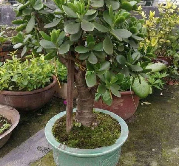 植物浇水|玉树多久浇一次水 浇水时间与频率