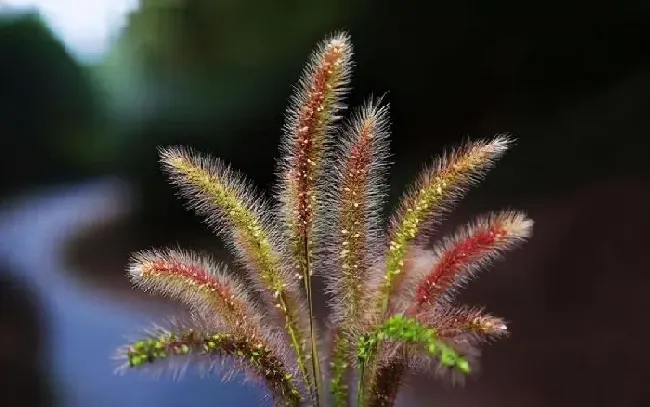植物百科|狼尾巴草和狗尾巴草的区别