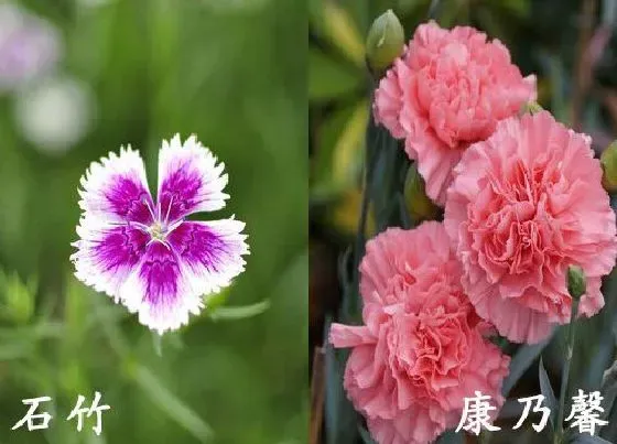 植物种类|石竹和康乃馨是一种花吗