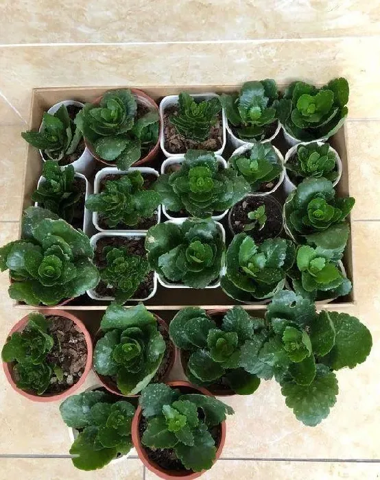 植物扦插|长寿花扦插成活率高吗（长寿花扦插方法、时间及注意事项）