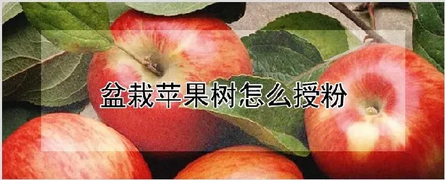 盆栽苹果树怎么授粉 | 农业科普