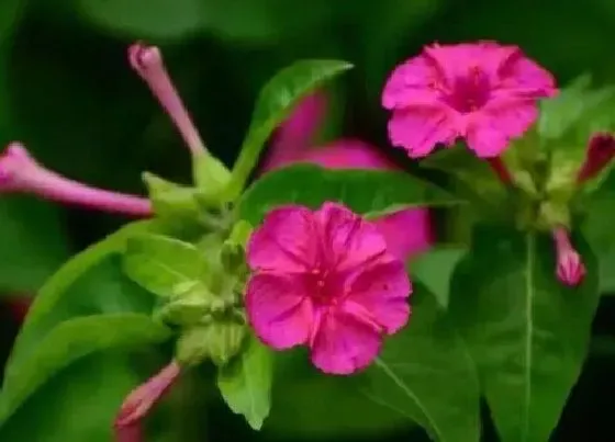 花卉百科|晚上开的花有哪些 5大夜间开花的花卉品种