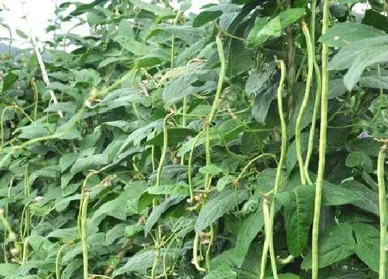 种植管理|豆角几月份种植合适