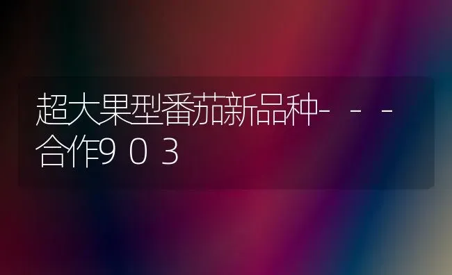 超大果型番茄新品种---合作903 | 瓜果种植