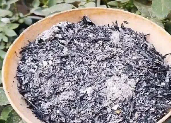 植物浇水|草木灰泡水浇花好不好 草木灰对花草有什么作用