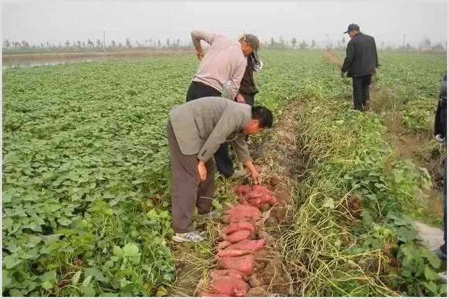 红薯高产种植技术讲解 | 种植资料