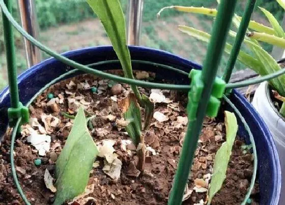植物施肥|昙花施什么肥最好