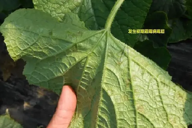 植物病害|黄瓜霜霉病防治小妙招（大棚黄瓜霜霉病造成症状与根治施）