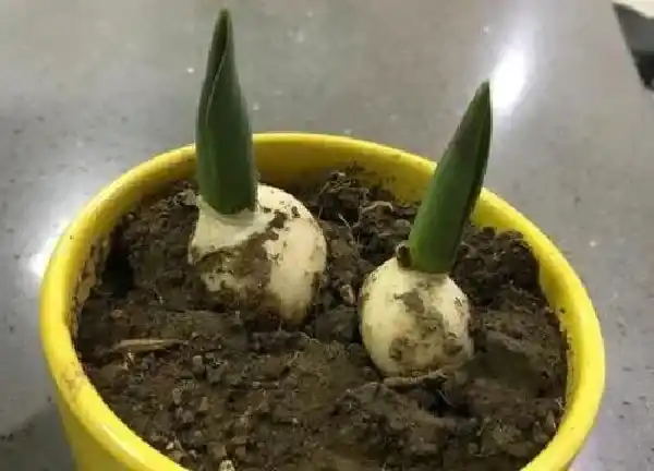 植物发芽|郁金香什么时候发芽长叶