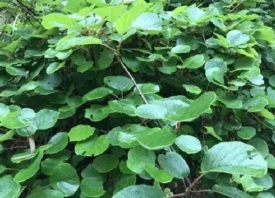 叶子|蒲扇是什么植物的叶子
