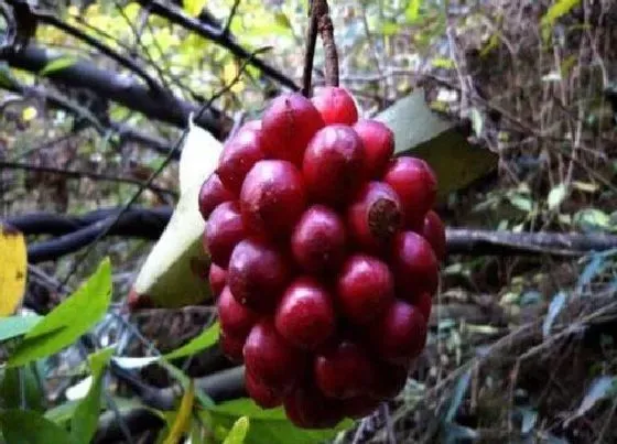 植物排行|五味子什么品种最好