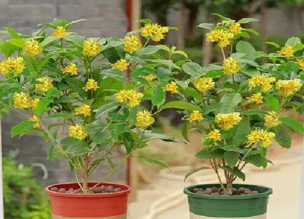 植物移栽|桂花换盆注意事项 四季桂花移盆需要注意什么