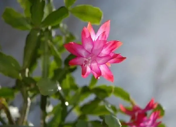 植物浇水|蟹爪兰多少天浇一次水合适 室内蟹爪兰几天浇水好呢