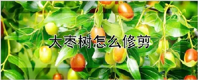 大枣树怎么修剪 | 农业科普