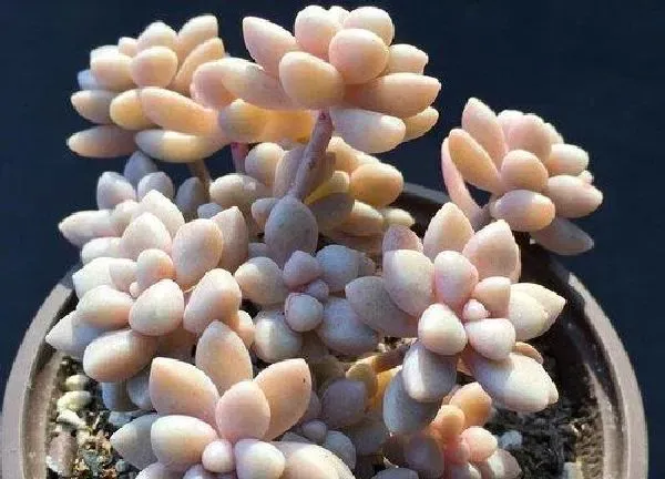 植物浇水|多肉几天浇一次水比较好