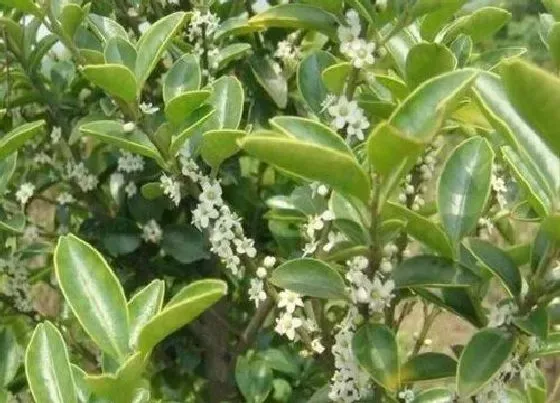 花语|冬青的花语和寓意解释（冬青花的寓意风水和象征）