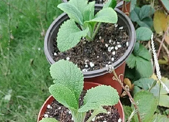 植物百科|多年生耐阴花卉有哪些