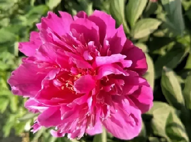 花语|芍药花的花语是什么含义