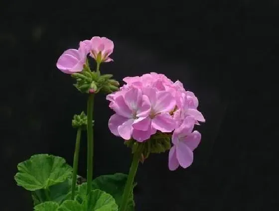 植物修剪|天竺葵开花后怎么修剪 开完花后剪枝方法