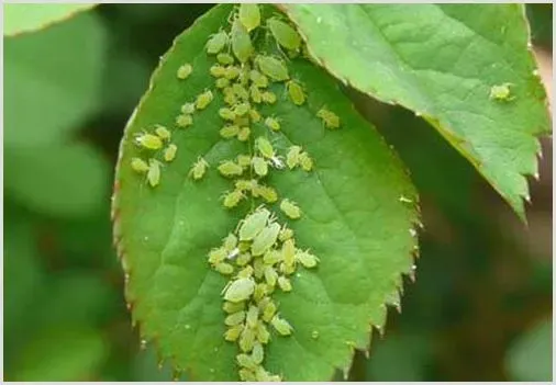 蚜虫的有效防治方法有哪些？ | 种植病虫害