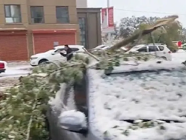 冬天植物|内蒙古呼伦贝尔突降大雪 呼伦贝尔下大雪了！