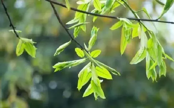 叶子|梅花的叶子像什么形状 样子和特点