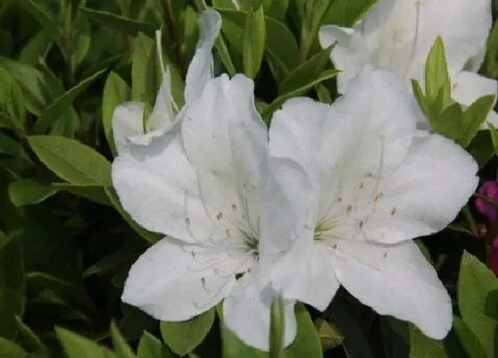 花卉百科|晚上开的花有哪些 5大夜间开花的花卉品种