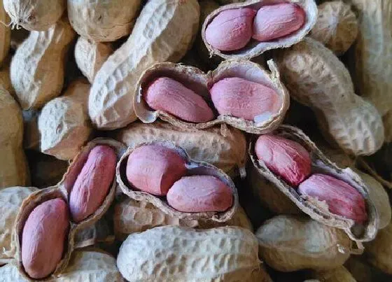 食用科普|花生可以生吃吗