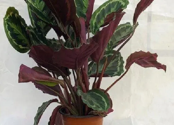 植物浇水|飞羽竹芋多久浇一次水