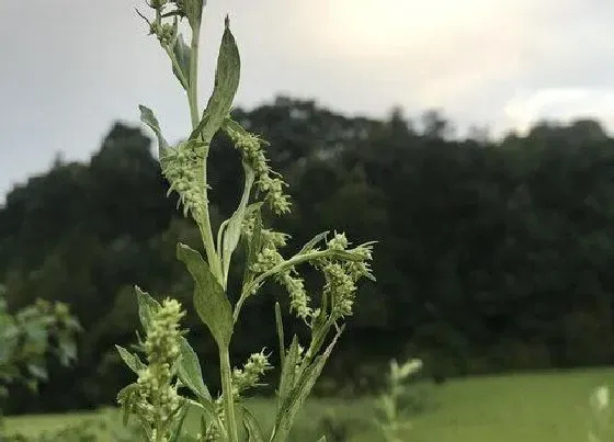 种子|艾草会结籽吗